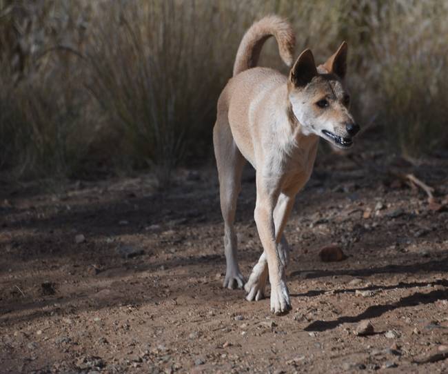 Dingo at Alice Springs Desert Wildlife Park |  <i>Andrew Thomasson</i>