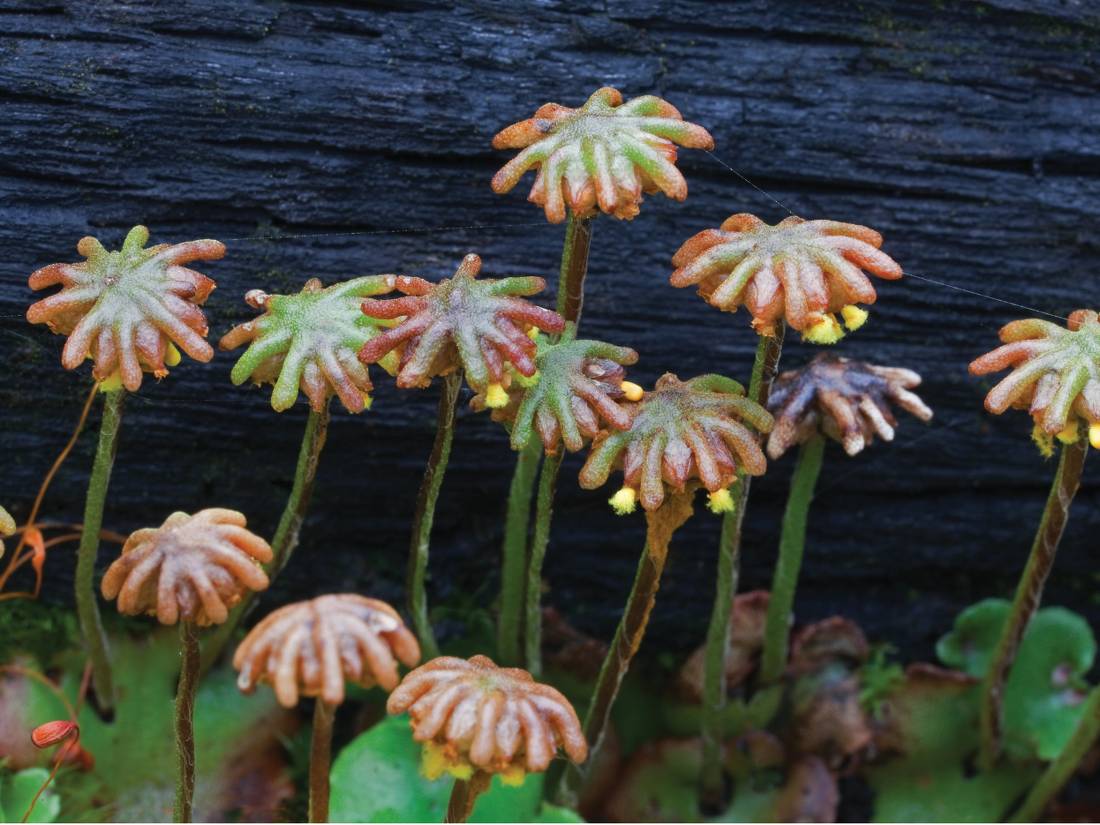 Tasmania's rich flora diversity is a major drawcard to it's wilderness regions |  <i>Peter Walton</i>