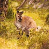 Kangaroo, Tasmania |  Peter Walton